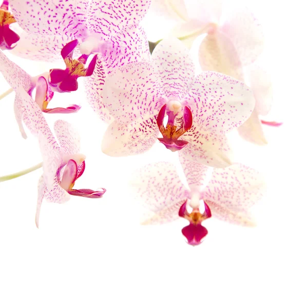 Phalaenopsis — Stock fotografie