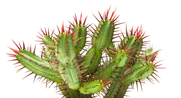 Cactus — Stock Photo, Image