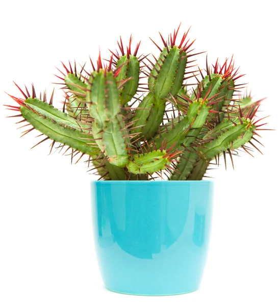 Cactus — Foto de Stock