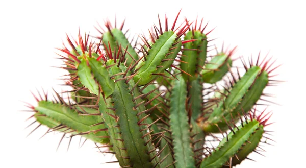 Cactus — Foto Stock