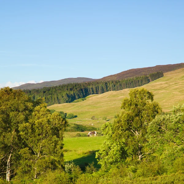 苏格兰夏天风景 — 图库照片