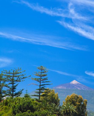 Kuzey tenerife, tree tops teide doğru üzerinden görünüm