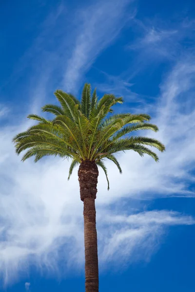 Phoenix palm — Stok fotoğraf