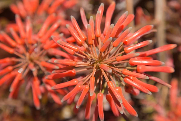 Aloe lateritia — Foto Stock