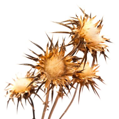 silybum marianum kuru flowerhead