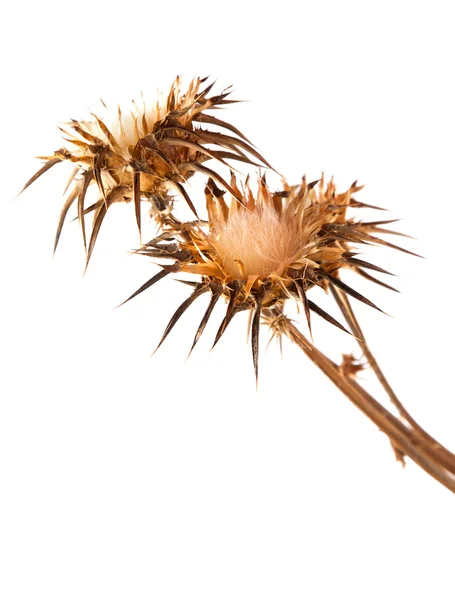 Dry flowerhead of Silybum marianum — Stock Photo, Image