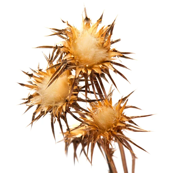 Dry flowerhead of Silybum marianum — Stock Photo, Image