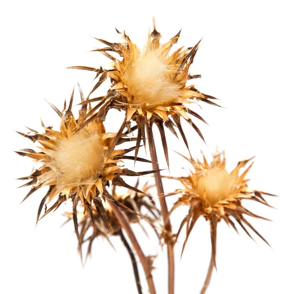 Dry flowerhead of Silybum marianum — Stock Photo, Image