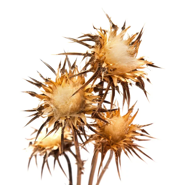 Сухой цветок силибум марианский — стоковое фото