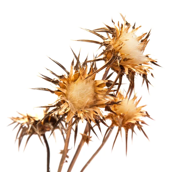 Suché flowerhead silybum marianum — Stock fotografie