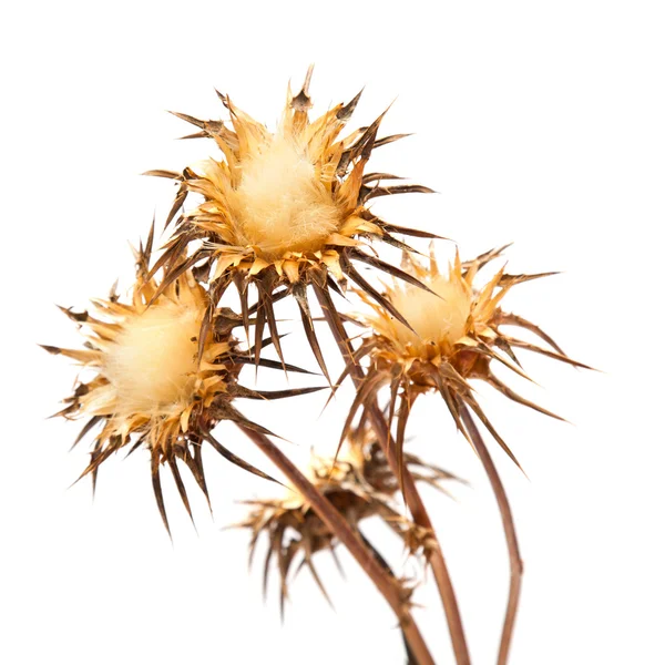 Suche flowerhead Ostropest plamisty — Zdjęcie stockowe