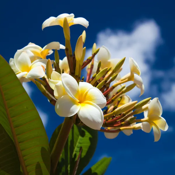 Frangipani — Stockfoto