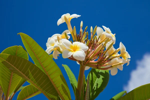 Frangipani — Stockfoto