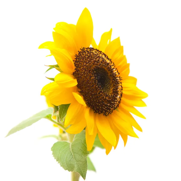 Sunflower — Stock Photo, Image