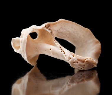 küçük seasnail kabuk