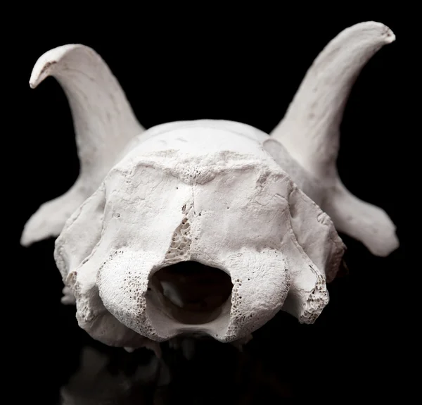 Keçi kafatası — Stok fotoğraf