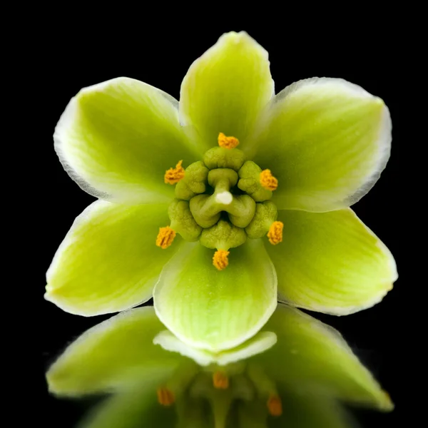 Flor de mandioca — Fotografia de Stock