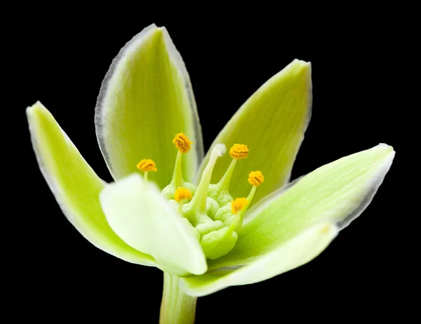 Flor de mandioca — Fotografia de Stock