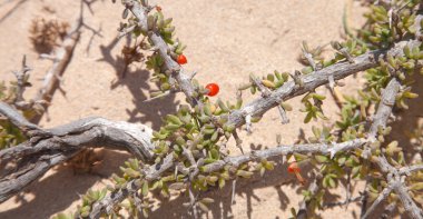 Lycium intricatum