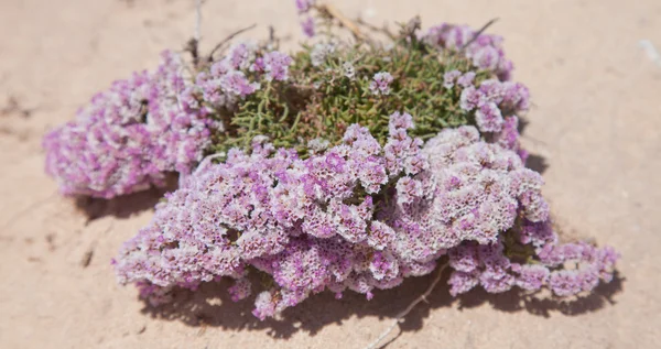 Limonium papillatum — Stock Photo, Image