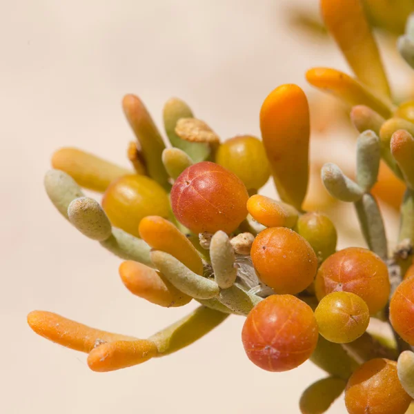 Zygophyllum fontanesii — Stock fotografie