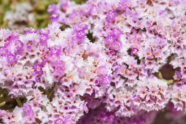 Limonium papillatum — Stock Photo, Image