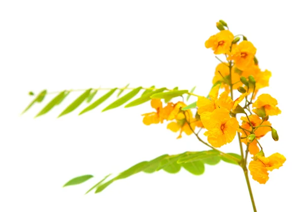 Gul cassia blommor — Stockfoto