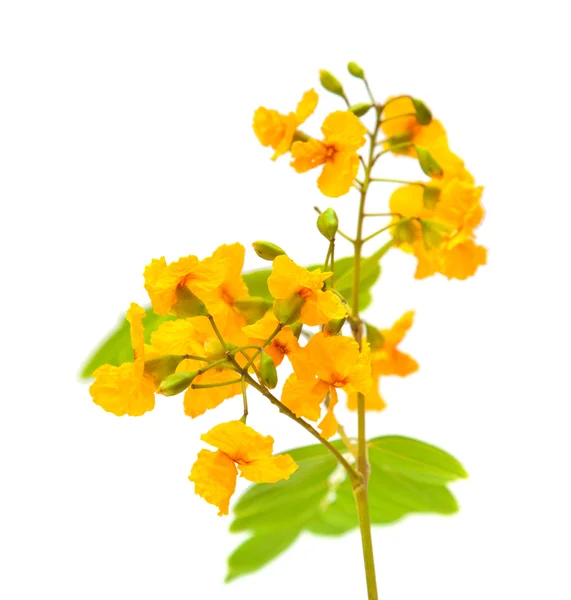 Желтые цветы касии — стоковое фото