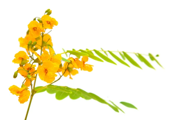 Kwiaty żółte cassia — Zdjęcie stockowe