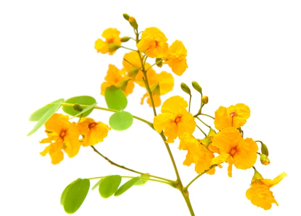 Yellow cassia flowers — Stock Photo, Image