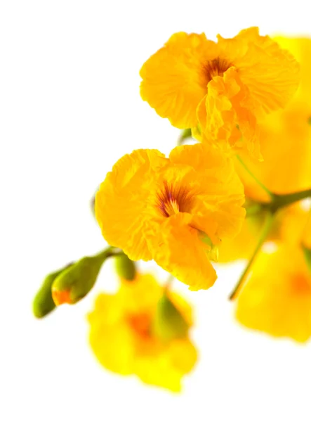 Yellow cassia flowers — Stock Photo, Image