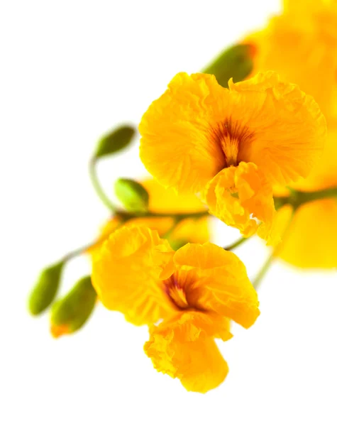 Yellow cassia flowers — Stock Photo, Image