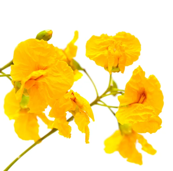 Fiori di cassia gialli — Foto Stock