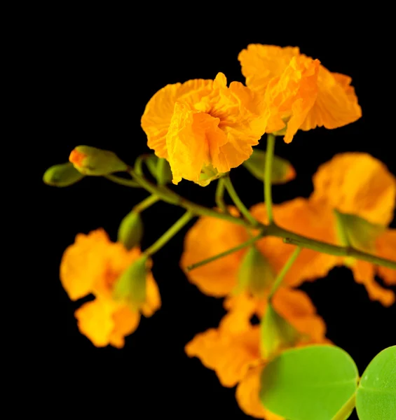 Yellow cassia flowers — Stock Photo, Image