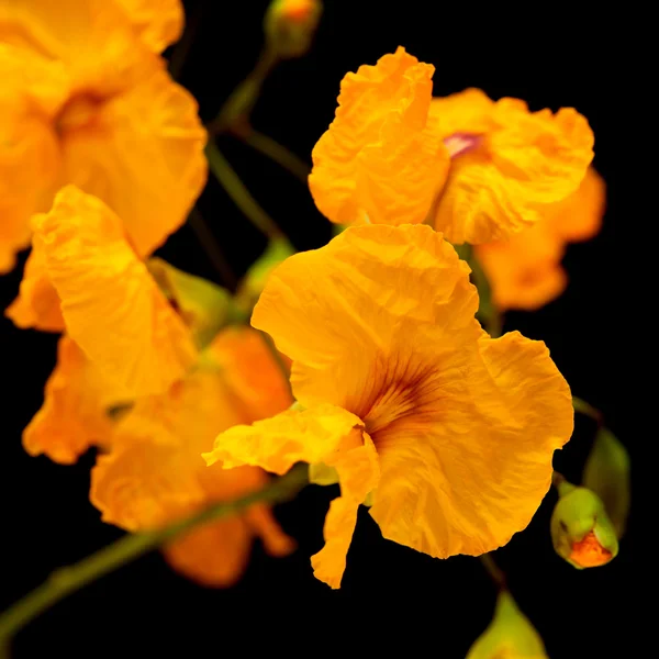 Gele cassia bloemen — Stockfoto