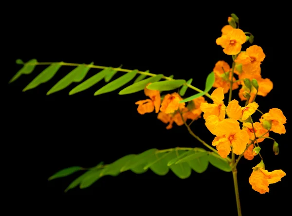 Gelbe Cassia-Blüten — Stockfoto