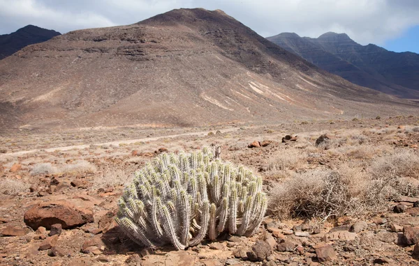 Fuereteventura południowy, euphorbia handiensis — Zdjęcie stockowe