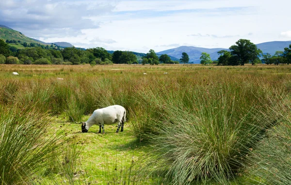 Scotland, summer landscape — Stock Photo, Image