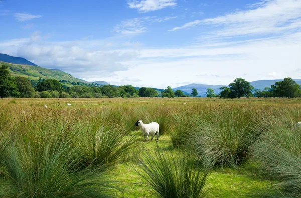 Шотландия, летний пейзаж — стоковое фото