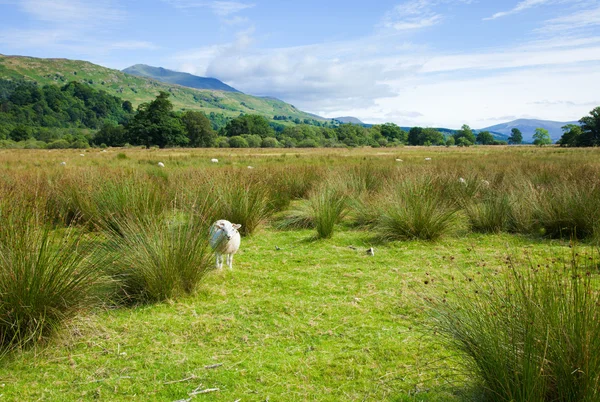 Escocia, paisaje de verano — Foto de Stock