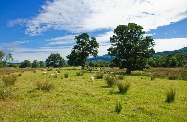 Escocia, paisaje de verano — Foto de Stock