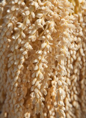 Phoenix palm çiçekler