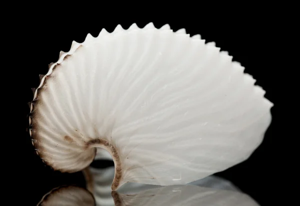 Argonauts, or paper nautilus shell — Stock Photo, Image