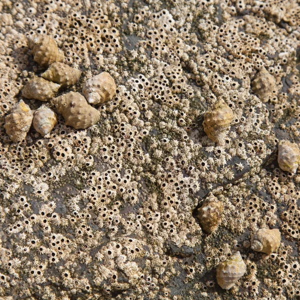 Barnacles and seashells Stock Image