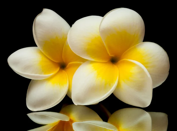 Frangipani flower — Stock Photo, Image