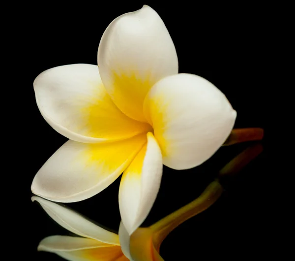 Flor de Frangipani — Fotografia de Stock