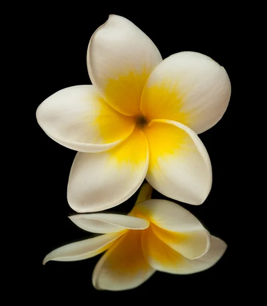 Fiore di Frangipani — Foto Stock