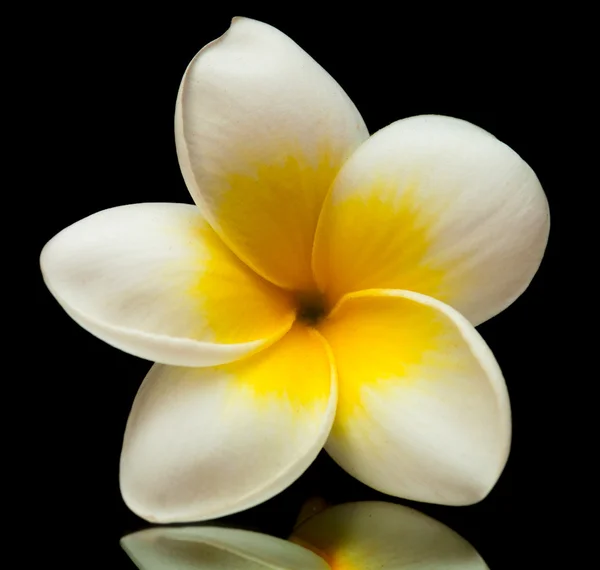 Flor de Frangipani — Fotografia de Stock