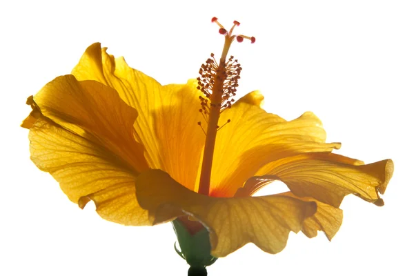 Gele hibiscus — Stockfoto