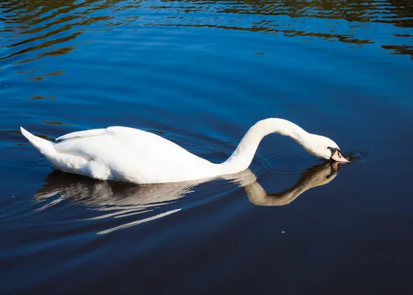 Cisne — Foto de Stock